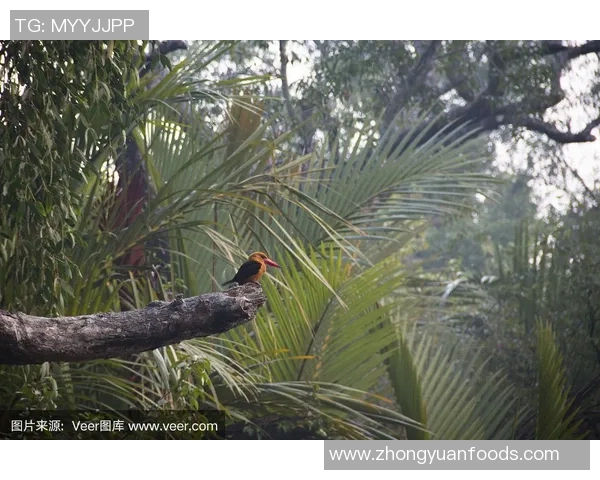 翠鸟东孟加拉与图里对决的精彩瞬间与战术分析